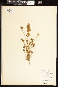 Lupinus lepidus var. aridus image