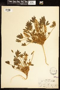 Lupinus lepidus var. aridus image