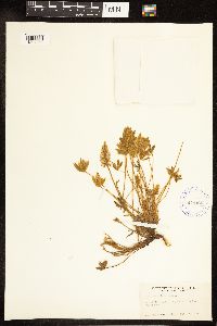 Lupinus lepidus var. aridus image