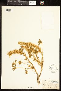 Lupinus lepidus var. aridus image