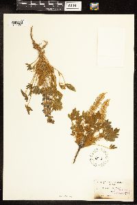 Lupinus lepidus var. aridus image