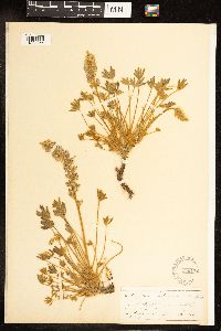 Lupinus lepidus var. aridus image