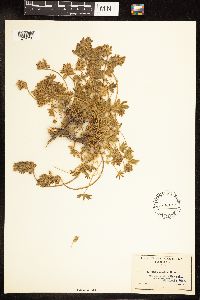 Lupinus lepidus var. aridus image