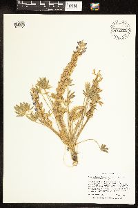 Lupinus lepidus var. aridus image