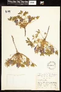Lupinus lepidus var. aridus image