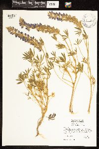 Lupinus lepidus var. aridus image