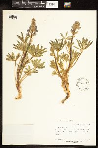 Lupinus sericeus image