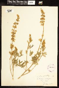 Lupinus sericeus image