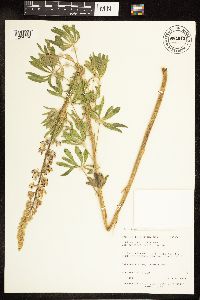 Lupinus sericeus image