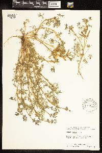 Lupinus bicolor image