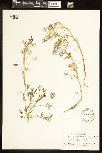 Lupinus bicolor image