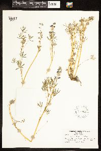 Lupinus bicolor image