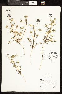Lupinus bicolor image