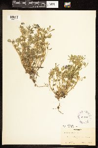 Lupinus bicolor image