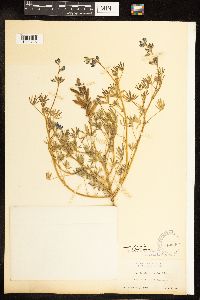 Lupinus bicolor image