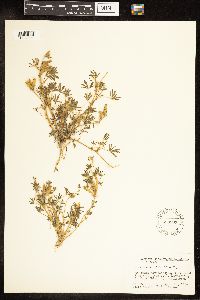 Lupinus bicolor image