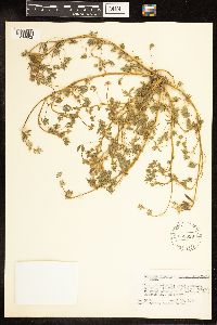 Lupinus bicolor image