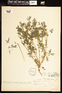 Lupinus bicolor image