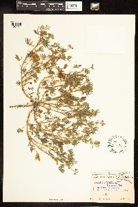 Lupinus bicolor image