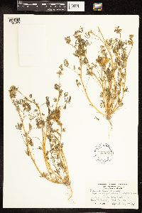 Lupinus bicolor image