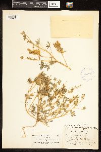 Lupinus bicolor image