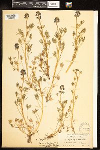 Lupinus bicolor image