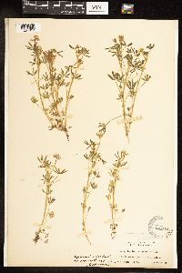 Lupinus bicolor image