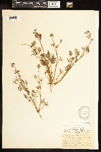 Lupinus bicolor image