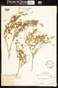 Lupinus bicolor image