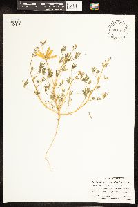 Lupinus bicolor image