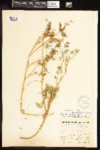 Lupinus bicolor image