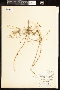 Lupinus bicolor image