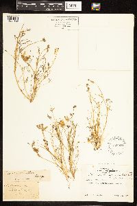 Lupinus bicolor image