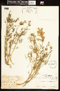 Lupinus bicolor image