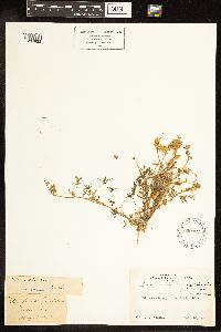 Lupinus bicolor image