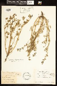 Lupinus bicolor image