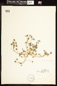 Lupinus bicolor image