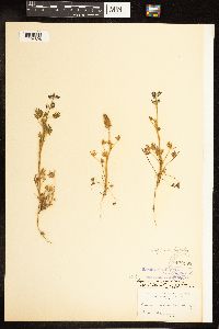 Lupinus bicolor image