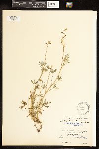 Lupinus bicolor image