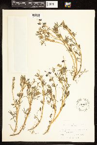 Lupinus bicolor image