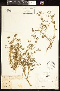 Lupinus bicolor image