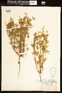 Thumbnail image of current specimen