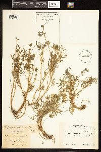 Lupinus bicolor image