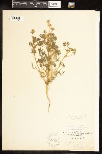 Lupinus bicolor image