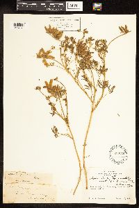 Lupinus bicolor image