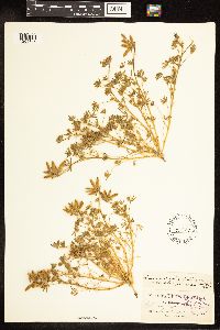 Lupinus bicolor image