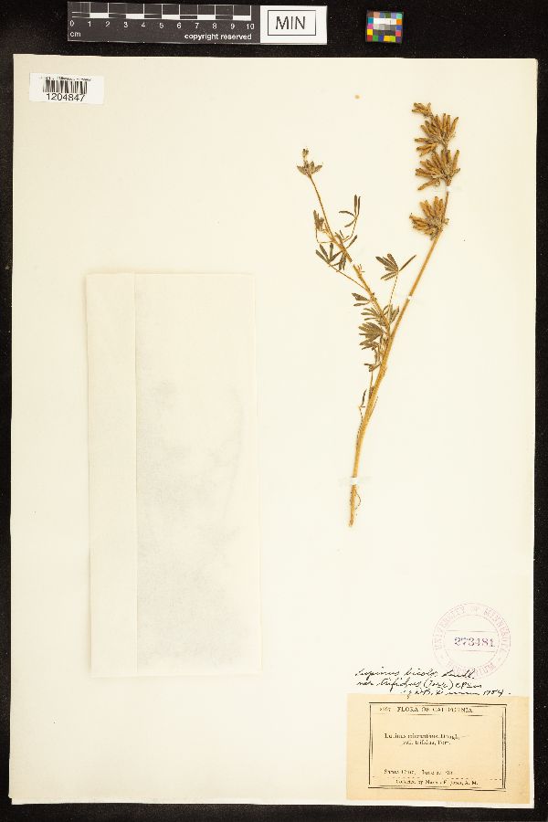 Lupinus bicolor image