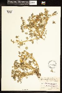 Lupinus bicolor image