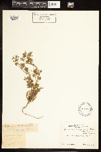 Lupinus bicolor image