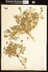 Lupinus bicolor image